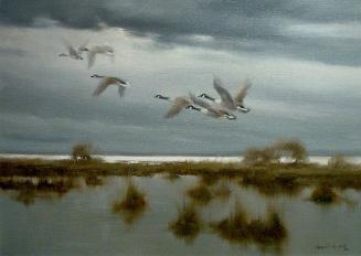 Canada Geese