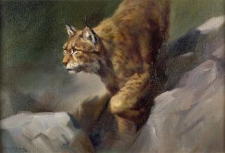 Lynx
