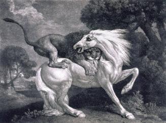 A Horse Attacked by a Lion