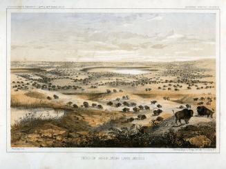 Herd of Bison, Near Lake Jessie