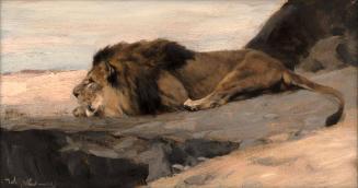 Lion on the Lurk