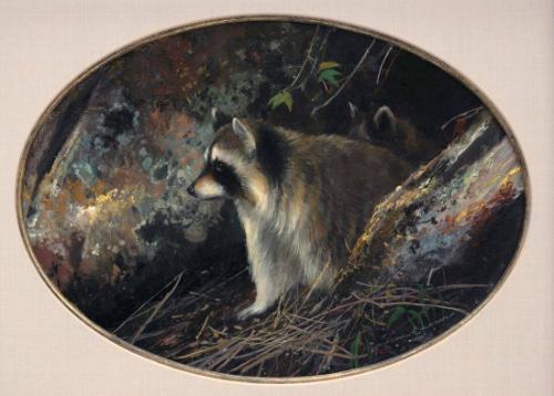 Raccoon