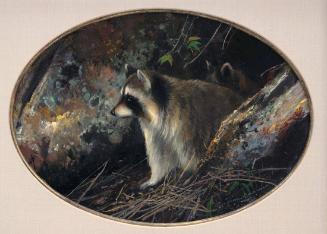 Raccoon