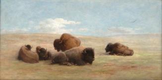 Bison at Mid-day