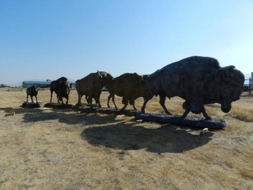 The Buffalo Trail