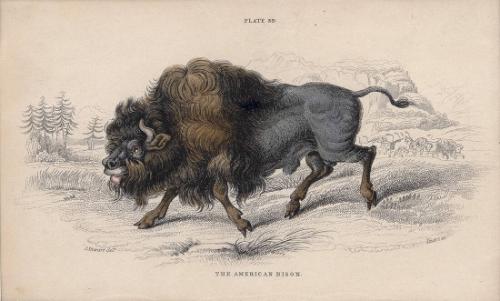 The American Bison