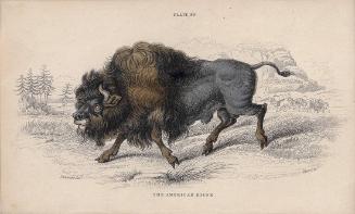 The American Bison