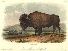 American Bison