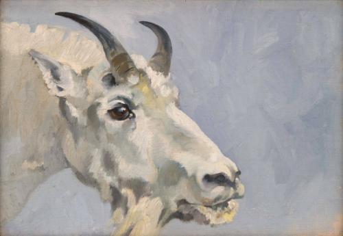 Mountain Goat