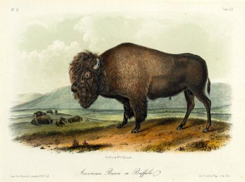 American Bison or Buffalo