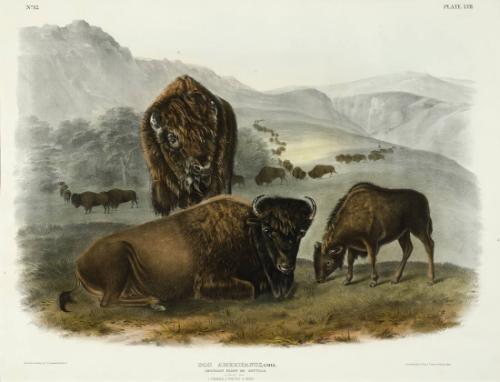 American Bison