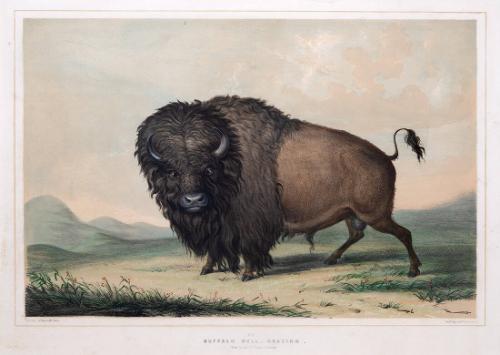 Buffalo Bull, Grazing (Plate 2 from the North American Indian Portfolio)