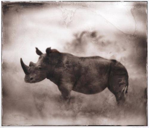 Rhino in Dust, Lewa, 2003