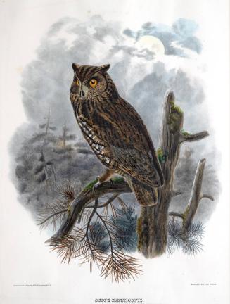 Scops Kennicotti (Great Horned Owl)