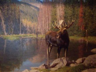 Cascade Canyon Bull