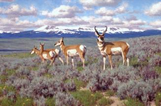 Wyoming Range