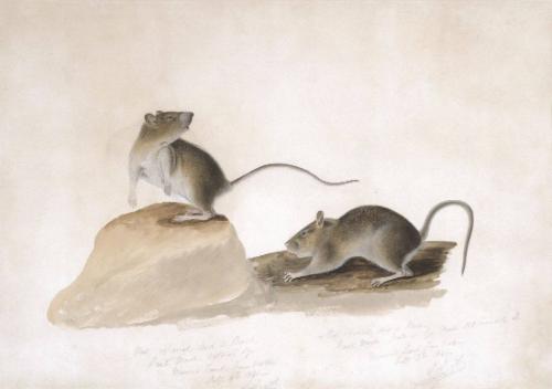 Two Bank Mice