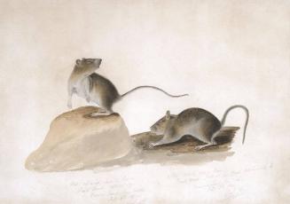 Two Bank Mice