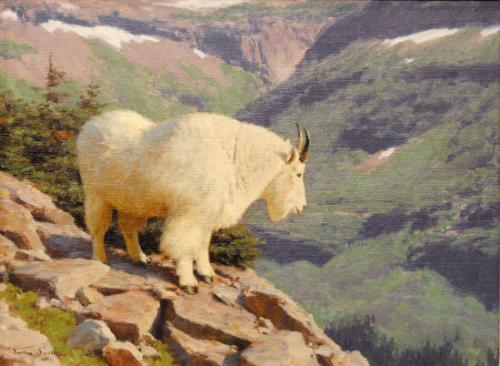 Rocky Mountain Goat