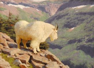 Rocky Mountain Goat