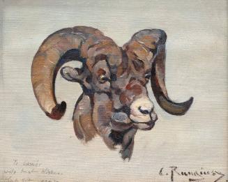 Untitled- Ram head sketch