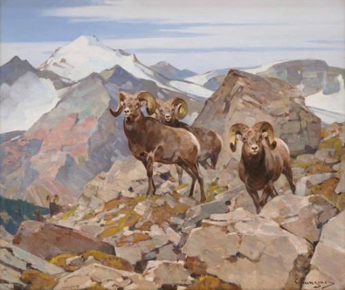 Rocky Mountain Sheep
