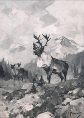 Caribou, North of Banff (Mountain Caribou)