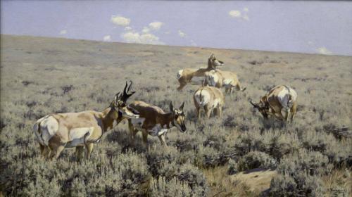 Wyoming Sage