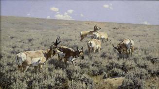 Wyoming Sage
