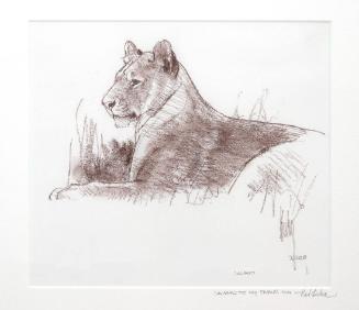 Lioness Sketch