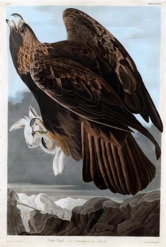 Golden Eagle