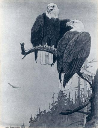 Eagles