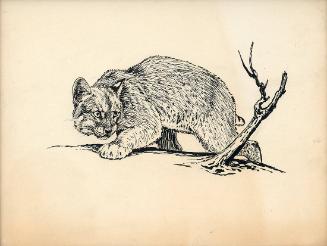 Bobcat