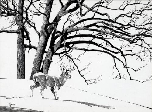 Deer in Snowy Landscape