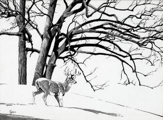 Deer in Snowy Landscape