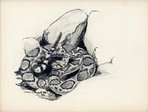 Rattlesnake