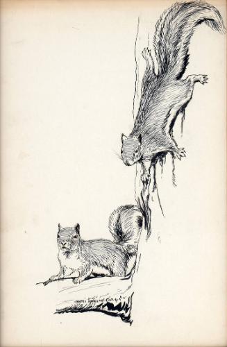 Gray Squirrels