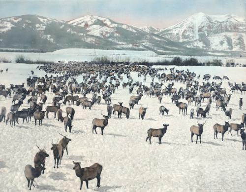 Elk Waiting for Breakfast