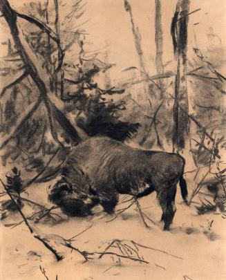 Wisent
