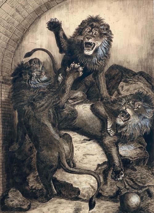 Three Lions in a Zoo