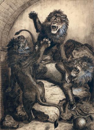 Three Lions in a Zoo