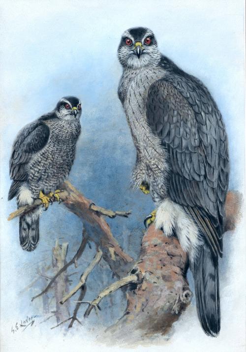 American Goshawk