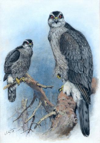 American Goshawk