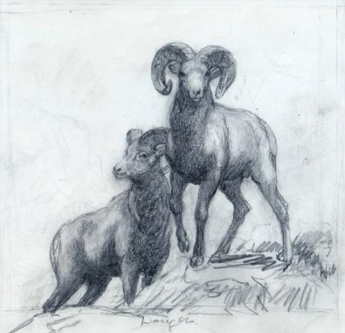 Rams, Danger
