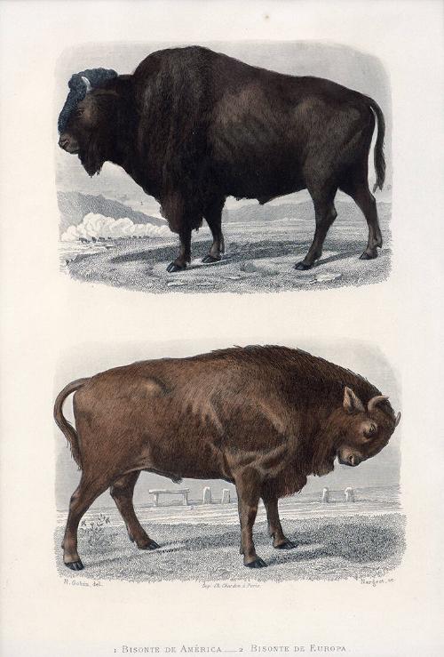 Bisonte de America and Bisonte de Europa