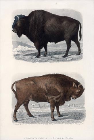 Bisonte de America and Bisonte de Europa