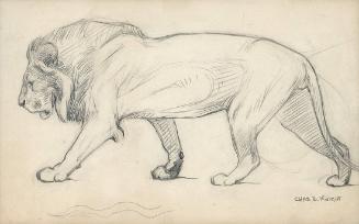 Male Lion