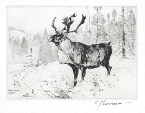 A Woodland Stag