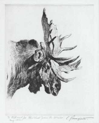 Old Bull