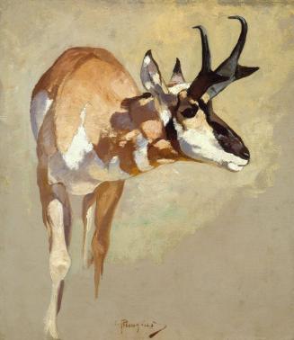 Pronghorn Antelope Study